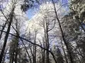 Rezerwat przyrody Puszcza Śnieżnej Białki - Odkryj jego tajemnice i piękno