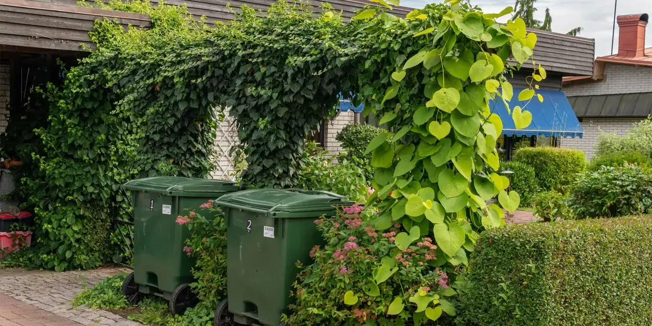 Zielone kosze na śmieci w ogrodzie, ukryte pod gęstą zielenią pnączy i krzewów.