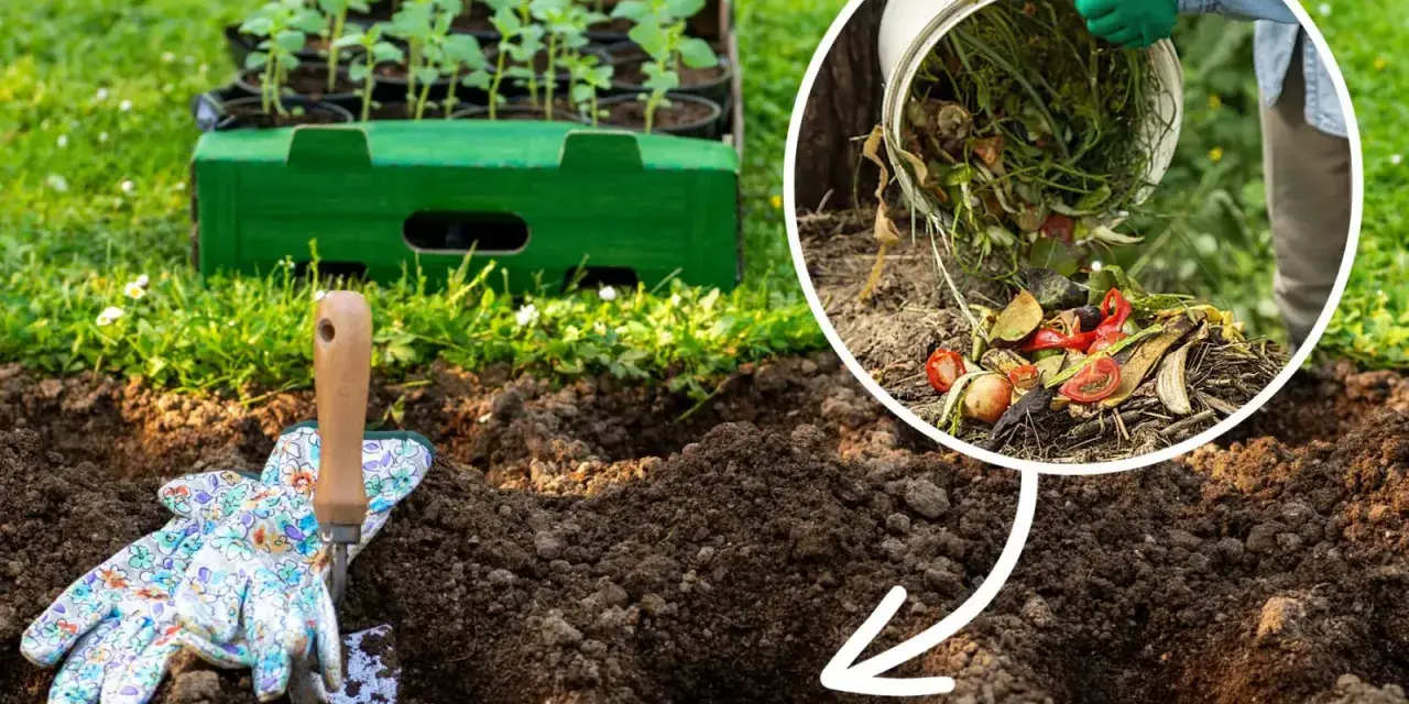 Jak zrobić dobry kompost? Wrzucanie resztek organicznych do ziemi to pierwszy krok. W tle sadzonki czekają na przesadzenie.