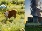 Krowa na łące i elektrownia emitująca dym, symbolizująca kontrast między naturą a przemysłem, gdzie sadza techniczna zanieczyszcza powietrze.