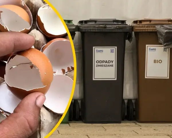 Skorupki jajek w dłoni obok koszy na odpady: zmieszane i bio.