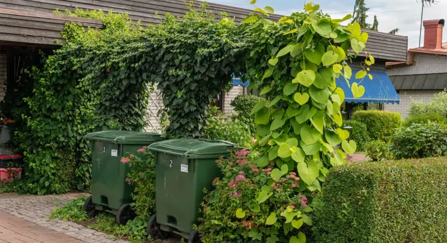 Zielone kosze na śmieci w ogrodzie, ukryte pod gęstą zielenią pnączy i krzewów.